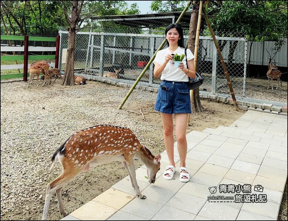 嘉義中埔新景點》萌寵村親子樂園,嘉義新的動物農場~可以與小動物互動還有遊戲設施的新園區 @青青小熊*旅遊札記 嘉義中埔新景點》萌寵村親子樂園,嘉義新的動物農場~可以與小動物互動還有遊戲設施的新園區 @青青小熊*旅遊札記