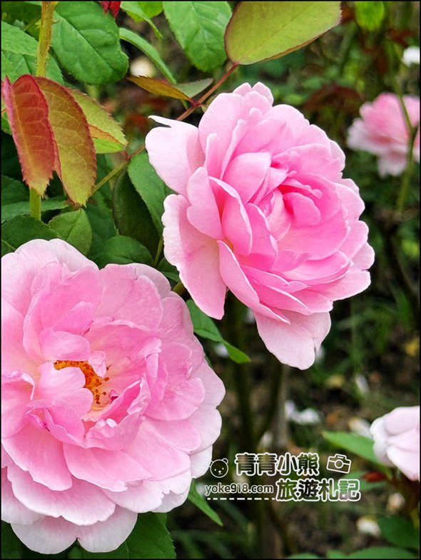 台南景點》雅聞湖濱療癒森林玫瑰花季,玫瑰盛開好漂亮~還有好可愛的歐式小屋超好拍。 @青青小熊*旅遊札記 台南景點》雅聞湖濱療癒森林玫瑰花季,玫瑰盛開好漂亮~還有好可愛的歐式小屋超好拍。 @青青小熊*旅遊札記