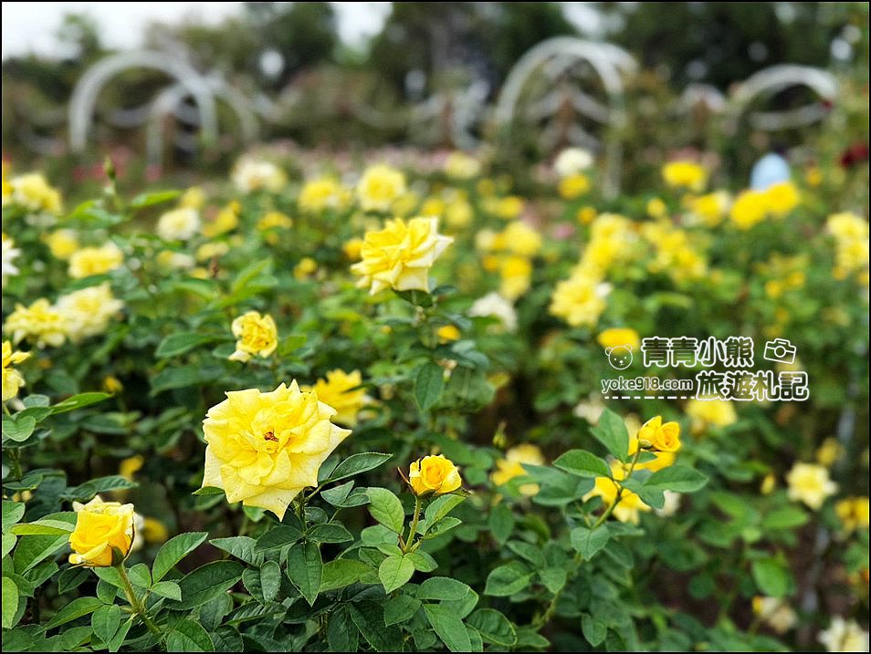 台南景點》雅聞湖濱療癒森林玫瑰花季,玫瑰盛開好漂亮~還有好可愛的歐式小屋超好拍。 @青青小熊*旅遊札記 台南景點》雅聞湖濱療癒森林玫瑰花季,玫瑰盛開好漂亮~還有好可愛的歐式小屋超好拍。 @青青小熊*旅遊札記