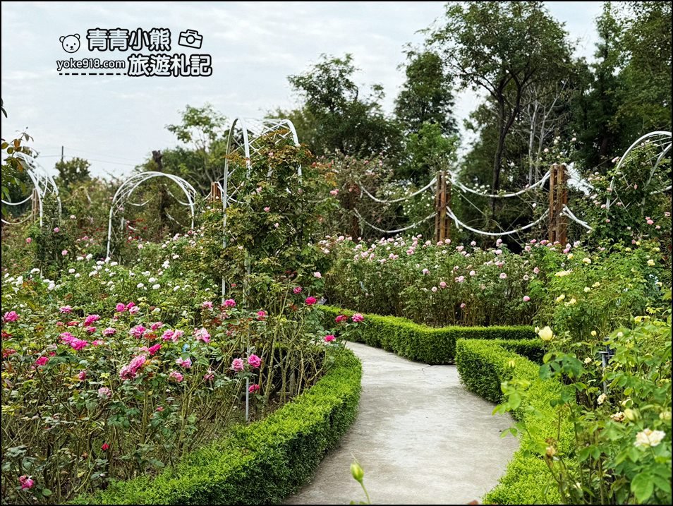 台南景點》雅聞湖濱療癒森林玫瑰花季,玫瑰盛開好漂亮~還有好可愛的歐式小屋超好拍。 @青青小熊*旅遊札記 台南景點》雅聞湖濱療癒森林玫瑰花季,玫瑰盛開好漂亮~還有好可愛的歐式小屋超好拍。 @青青小熊*旅遊札記