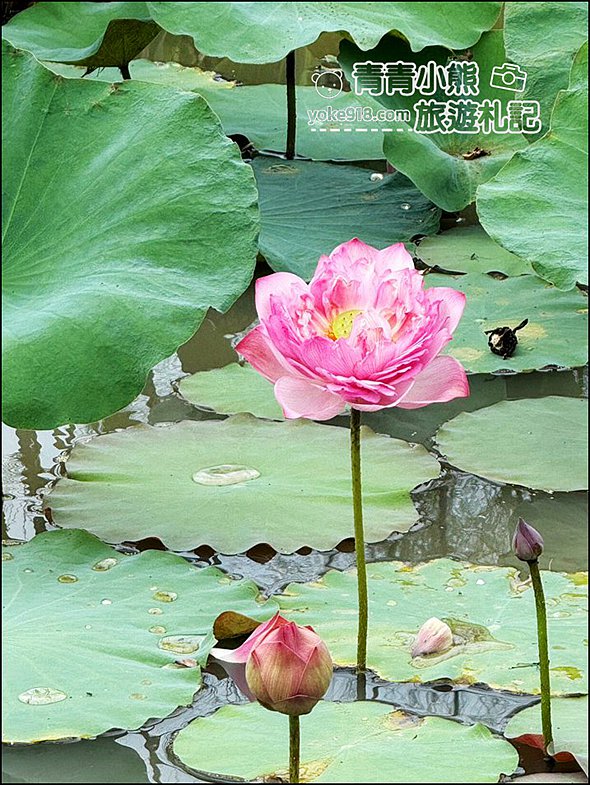 台南景點》雅聞湖濱療癒森林玫瑰花季，玫瑰盛開好漂亮~還有好可愛的歐式小屋超好拍。 @青青小熊＊旅遊札記