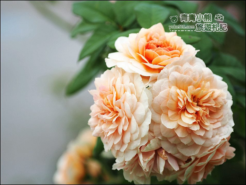 台南景點》雅聞湖濱療癒森林玫瑰花季,玫瑰盛開好漂亮~還有好可愛的歐式小屋超好拍。 @青青小熊*旅遊札記 台南景點》雅聞湖濱療癒森林玫瑰花季,玫瑰盛開好漂亮~還有好可愛的歐式小屋超好拍。 @青青小熊*旅遊札記