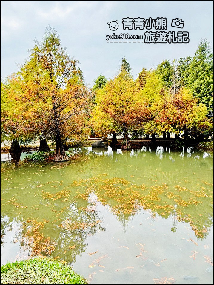 雲林落羽松景點》虎尾青埔落羽松．水池小山丘~小而美的園區好好拍 @青青小熊＊旅遊札記