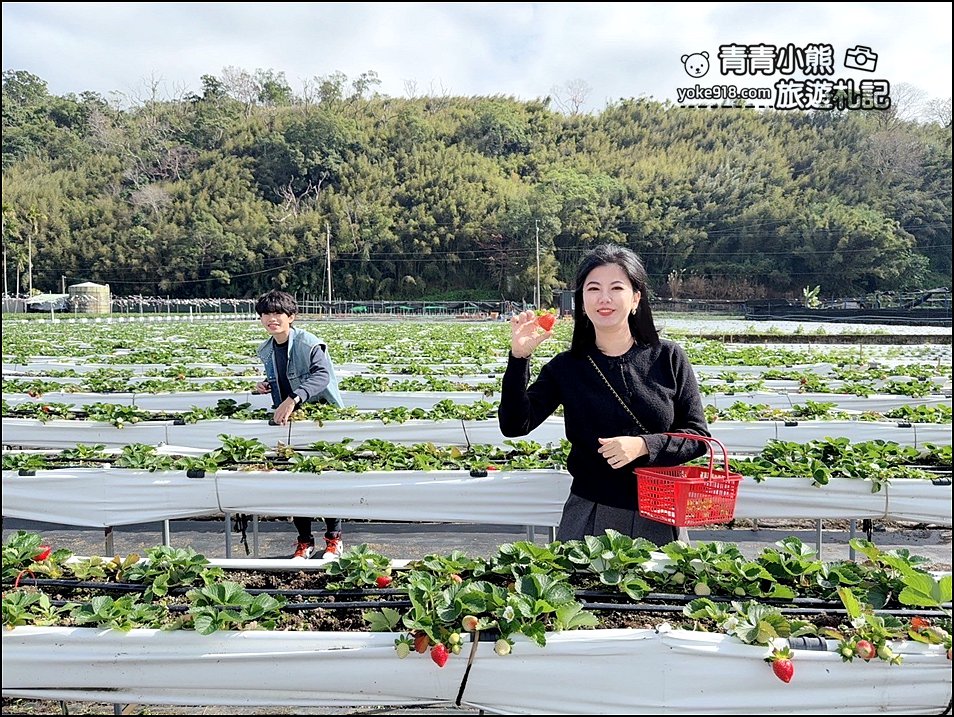 苗栗景點》芬香高架草莓園~2025大湖採草莓,草莓香甜可口,最新採草莓價格 @青青小熊*旅遊札記 苗栗景點》芬香高架草莓園~2025大湖採草莓,草莓香甜可口,最新採草莓價格 @青青小熊*旅遊札記