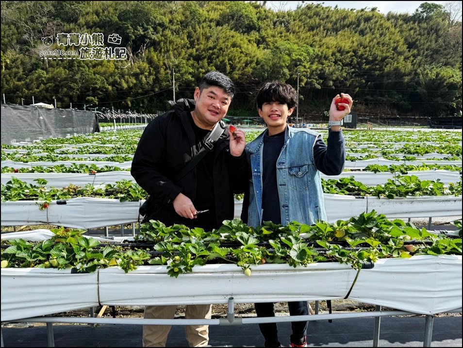 苗栗景點》芬香高架草莓園~2025大湖採草莓,草莓香甜可口,最新採草莓價格 @青青小熊*旅遊札記 苗栗景點》芬香高架草莓園~2025大湖採草莓,草莓香甜可口,最新採草莓價格 @青青小熊*旅遊札記