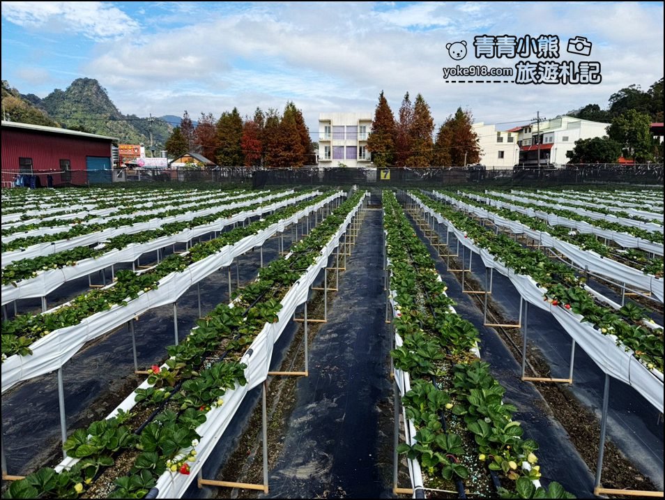 苗栗景點》芬香高架草莓園~2025大湖採草莓,草莓香甜可口,最新採草莓價格 @青青小熊*旅遊札記 苗栗景點》芬香高架草莓園~2025大湖採草莓,草莓香甜可口,最新採草莓價格 @青青小熊*旅遊札記