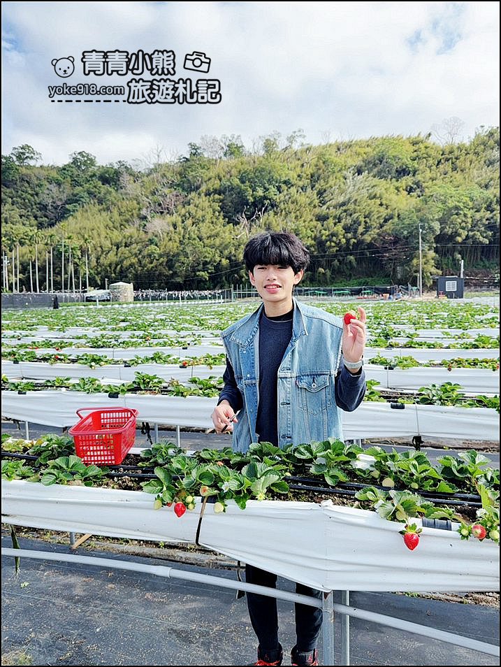 苗栗景點》芬香高架草莓園~2025大湖採草莓，草莓香甜可口，最新採草莓價格 @青青小熊＊旅遊札記