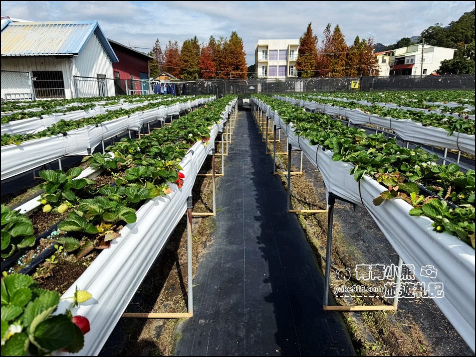 苗栗採草莓景點》苗栗和其它縣市推薦草莓園~冬天就是要甜蜜蜜吃草莓 @青青小熊＊旅遊札記