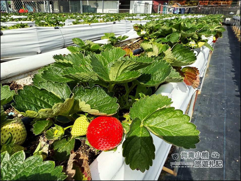 苗栗景點》芬香高架草莓園~2025大湖採草莓，草莓香甜可口，最新採草莓價格 @青青小熊＊旅遊札記