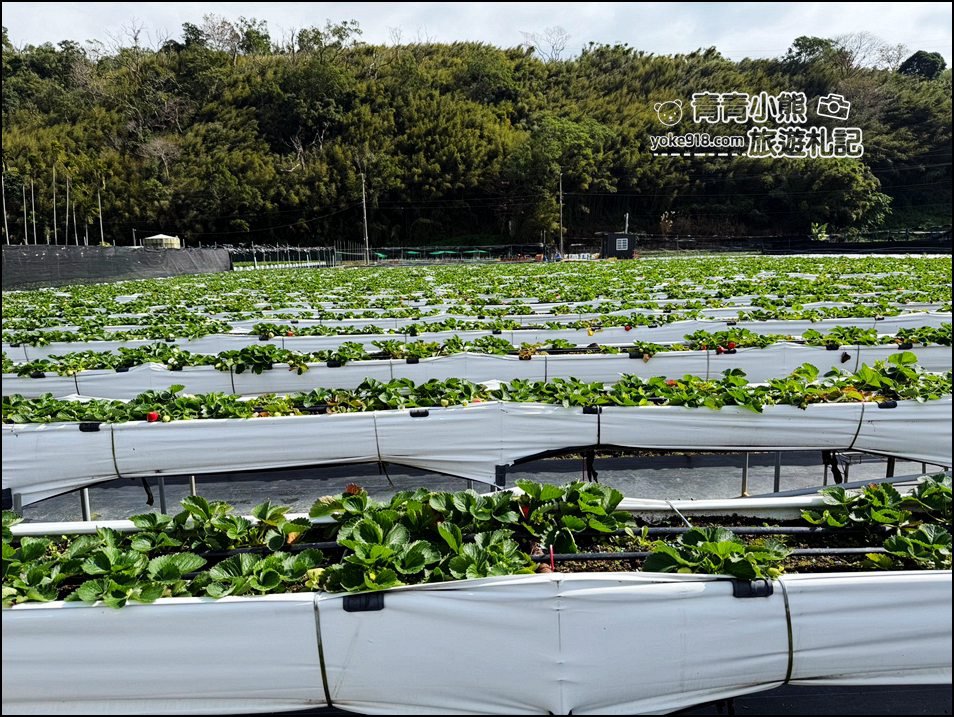 苗栗景點》芬香高架草莓園~2025大湖採草莓，草莓香甜可口，最新採草莓價格 @青青小熊＊旅遊札記