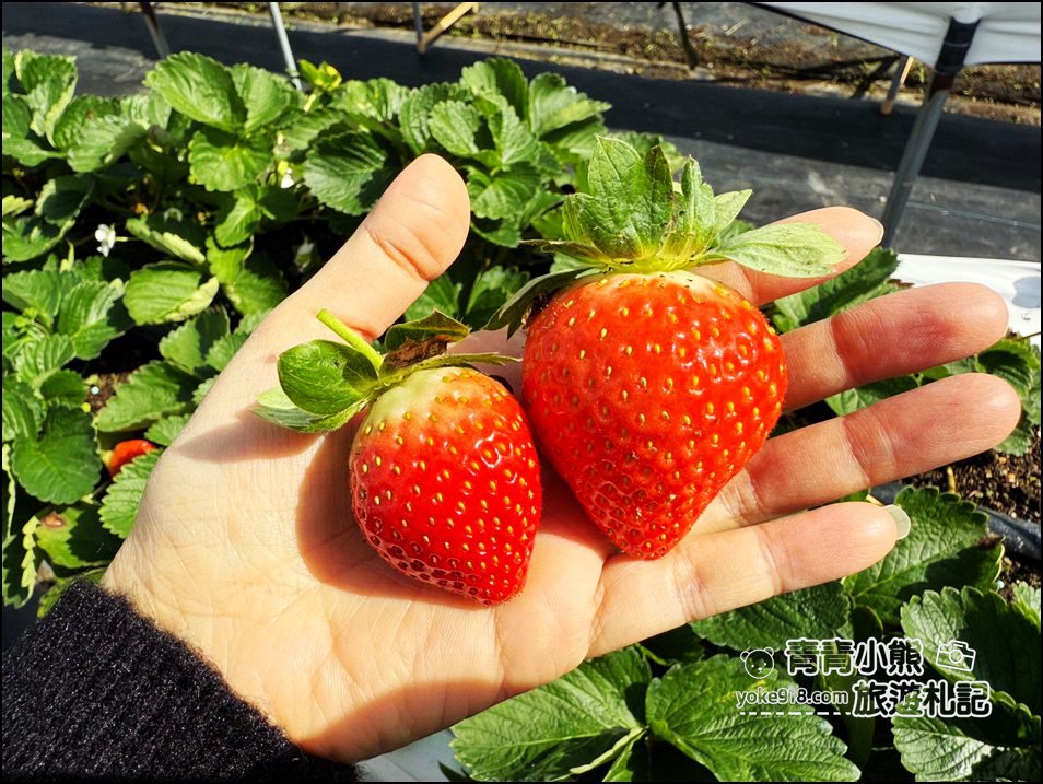 苗栗景點》芬香高架草莓園~2025大湖採草莓,草莓香甜可口,最新採草莓價格 @青青小熊*旅遊札記 苗栗景點》芬香高架草莓園~2025大湖採草莓,草莓香甜可口,最新採草莓價格 @青青小熊*旅遊札記