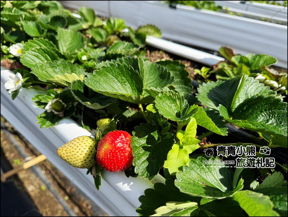 苗栗景點》芬香高架草莓園~2025大湖採草莓,草莓香甜可口,最新採草莓價格 @青青小熊*旅遊札記 苗栗景點》芬香高架草莓園~2025大湖採草莓,草莓香甜可口,最新採草莓價格 @青青小熊*旅遊札記