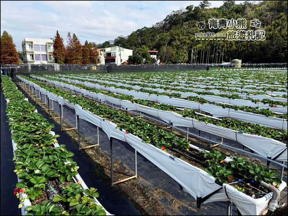 苗栗採草莓景點》苗栗和其它縣市推薦草莓園~冬天就是要甜蜜蜜吃草莓 @青青小熊*旅遊札記