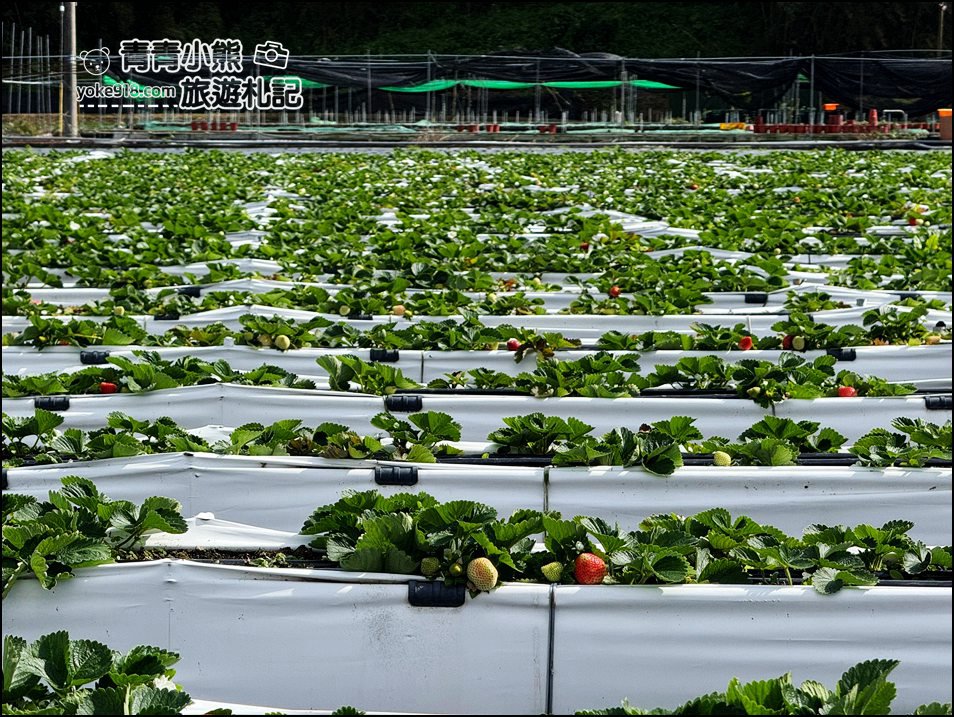 苗栗景點》芬香高架草莓園~2025大湖採草莓,草莓香甜可口,最新採草莓價格 @青青小熊*旅遊札記 苗栗景點》芬香高架草莓園~2025大湖採草莓,草莓香甜可口,最新採草莓價格 @青青小熊*旅遊札記