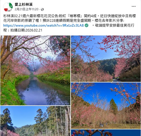 南投景點》杉林溪滿山粉嫩櫻花盛開中.倒映水景太夢幻~還有美麗鬱金香 @青青小熊*旅遊札記 南投景點》杉林溪滿山粉嫩櫻花盛開中.倒映水景太夢幻~還有美麗鬱金香 @青青小熊*旅遊札記
