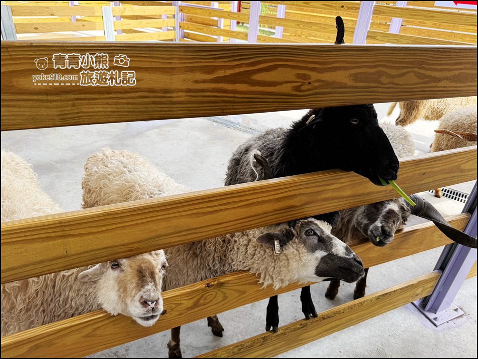 苗栗新景點》童萌農場，可以抱抱的泰迪羊超可愛，還有好多零食可以帶回家 @青青小熊＊旅遊札記