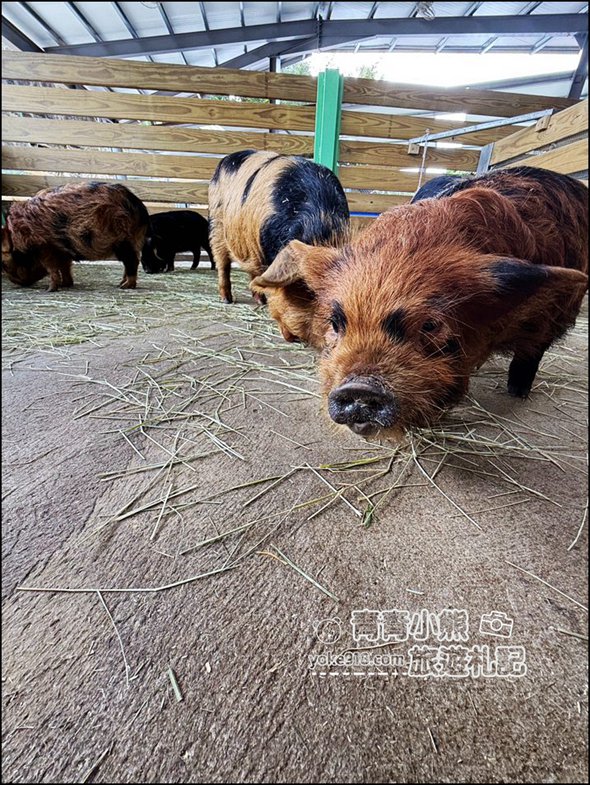 苗栗新景點》童萌農場，可以抱抱的泰迪羊超可愛，還有好多零食可以帶回家 @青青小熊＊旅遊札記