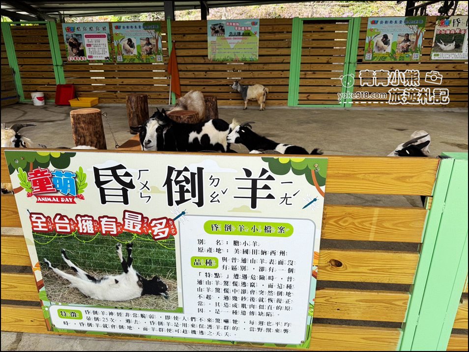 苗栗新景點》童萌農場，可以抱抱的泰迪羊超可愛，還有好多零食可以帶回家 @青青小熊＊旅遊札記