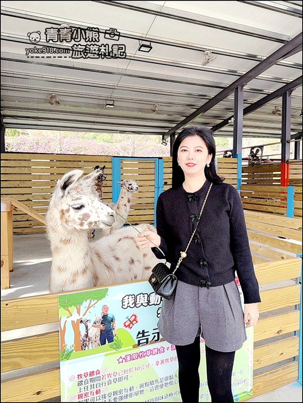 苗栗新景點》童萌農場，可以抱抱的泰迪羊超可愛，還有好多零食可以帶回家 @青青小熊＊旅遊札記