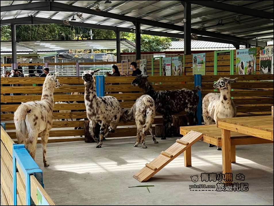 苗栗新景點》童萌農場，可以抱抱的泰迪羊超可愛，還有好多零食可以帶回家 @青青小熊＊旅遊札記
