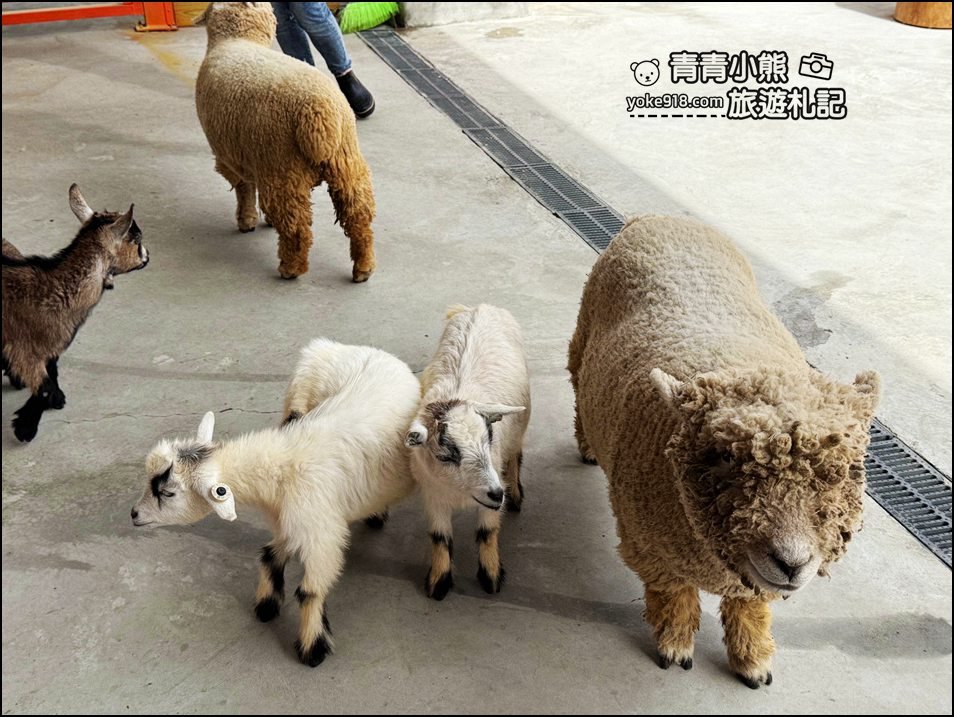 苗栗新景點》童萌農場，可以抱抱的泰迪羊超可愛，還有好多零食可以帶回家 @青青小熊＊旅遊札記