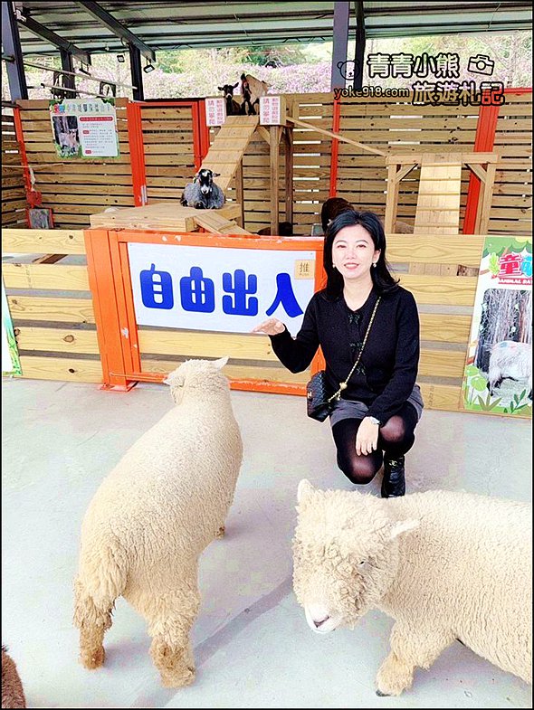 苗栗新景點》童萌農場，可以抱抱的泰迪羊超可愛，還有好多零食可以帶回家 @青青小熊＊旅遊札記