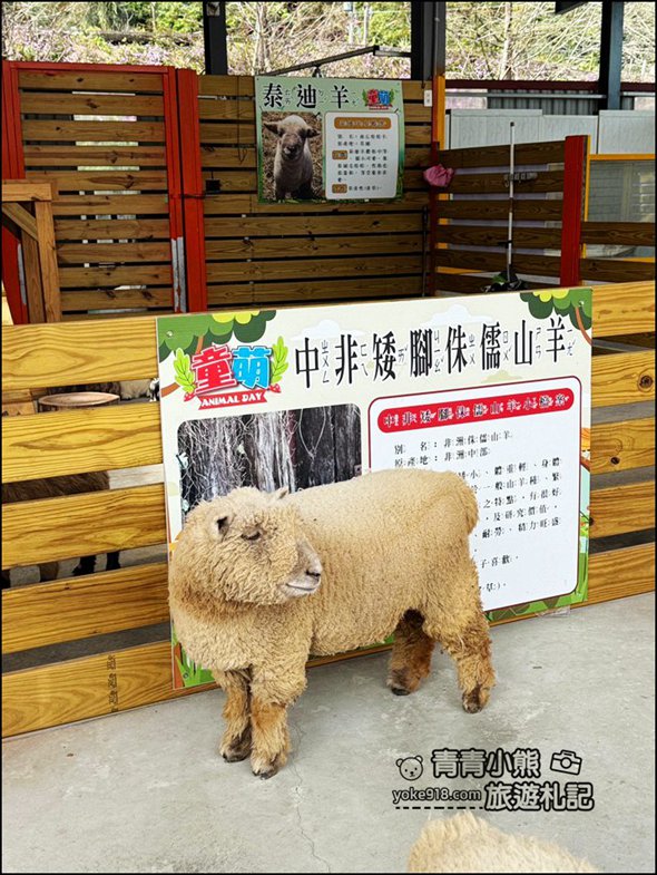 苗栗新景點》童萌農場，可以抱抱的泰迪羊超可愛，還有好多零食可以帶回家 @青青小熊＊旅遊札記