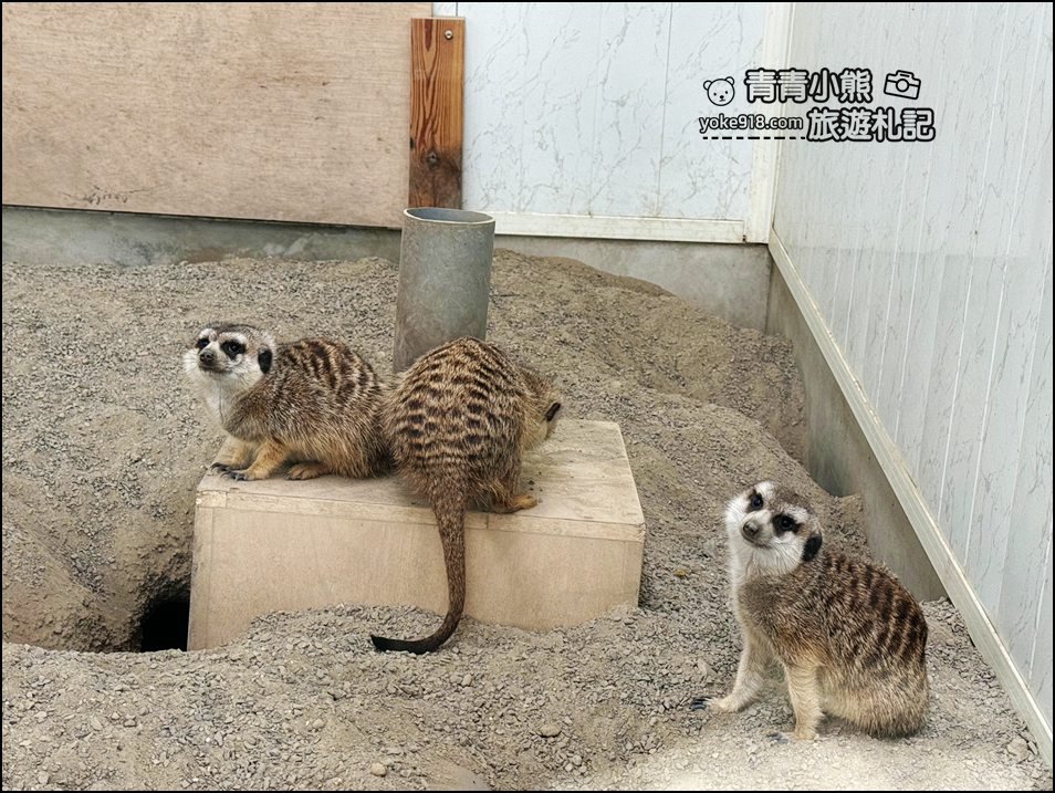 苗栗新景點》童萌農場，可以抱抱的泰迪羊超可愛，還有好多零食可以帶回家 @青青小熊＊旅遊札記