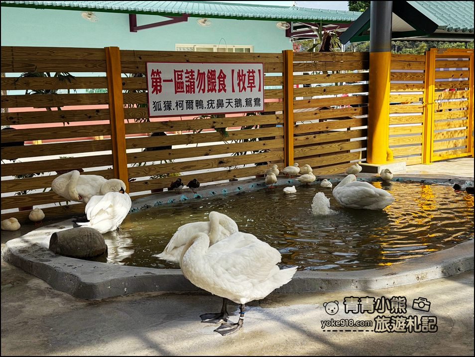 苗栗新景點》童萌農場，可以抱抱的泰迪羊超可愛，還有好多零食可以帶回家 @青青小熊＊旅遊札記