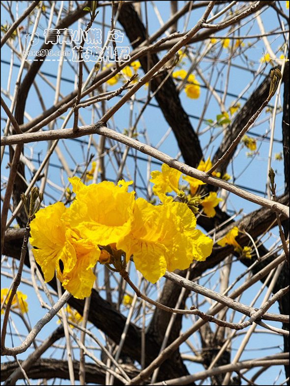 嘉義市潮風鈴》野餐音樂市集,好逛好熱鬧,還可以賞花聽歌逛野餐趣 @青青小熊*旅遊札記 嘉義市潮風鈴》野餐音樂市集,好逛好熱鬧,還可以賞花聽歌逛野餐趣 @青青小熊*旅遊札記
