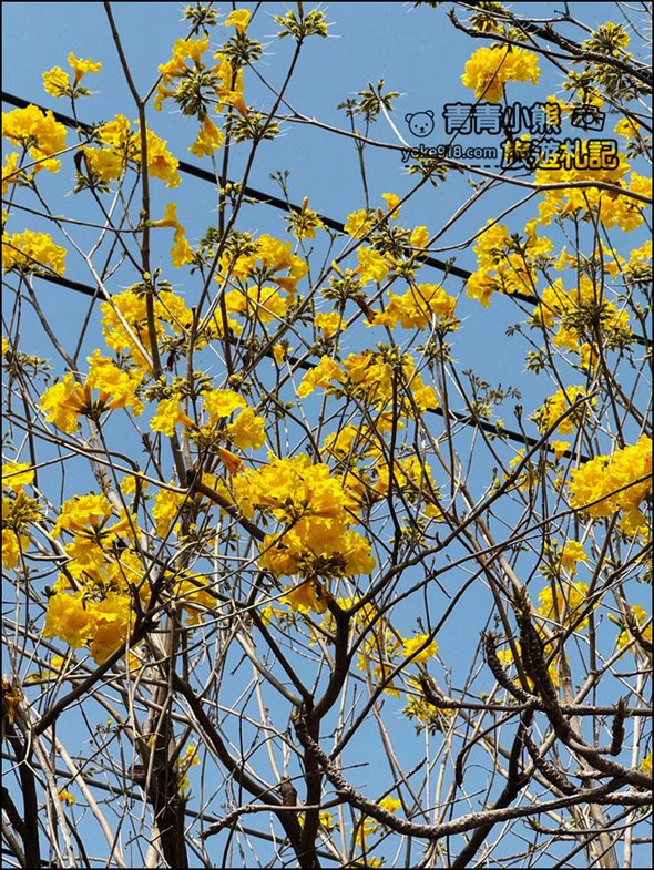 嘉義市潮風鈴》野餐音樂市集,好逛好熱鬧,還可以賞花聽歌逛野餐趣 @青青小熊*旅遊札記 嘉義市潮風鈴》野餐音樂市集,好逛好熱鬧,還可以賞花聽歌逛野餐趣 @青青小熊*旅遊札記