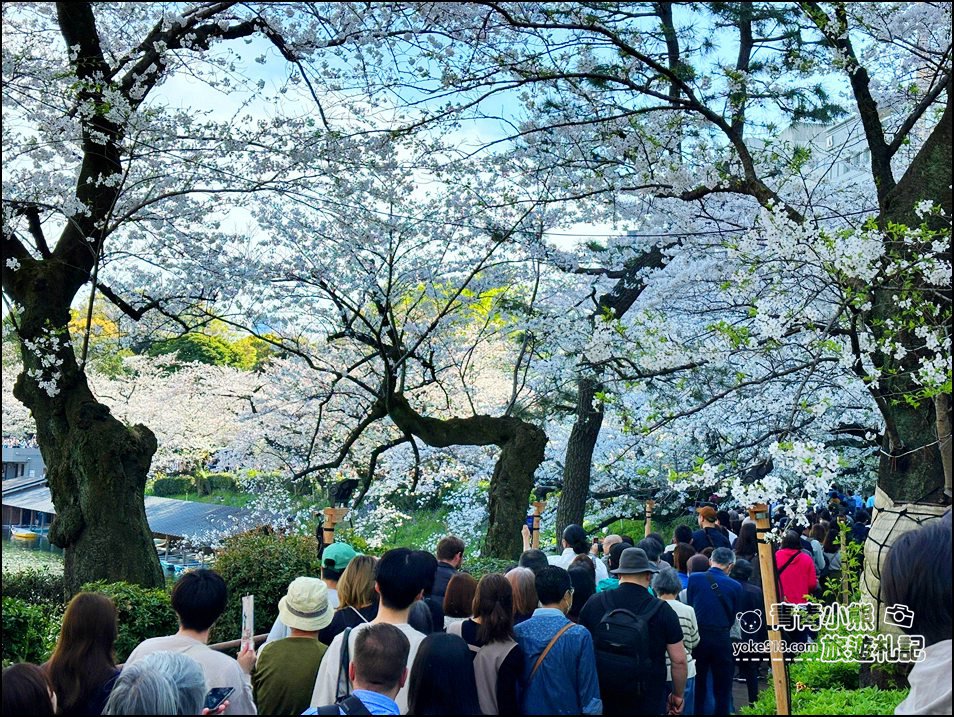東京賞櫻景點推薦》千鳥之淵~看不到盡頭的櫻花盛開,迷人景致讓人流連忘返 @青青小熊*旅遊札記 東京賞櫻景點推薦》千鳥之淵~看不到盡頭的櫻花盛開,迷人景致讓人流連忘返 @青青小熊*旅遊札記