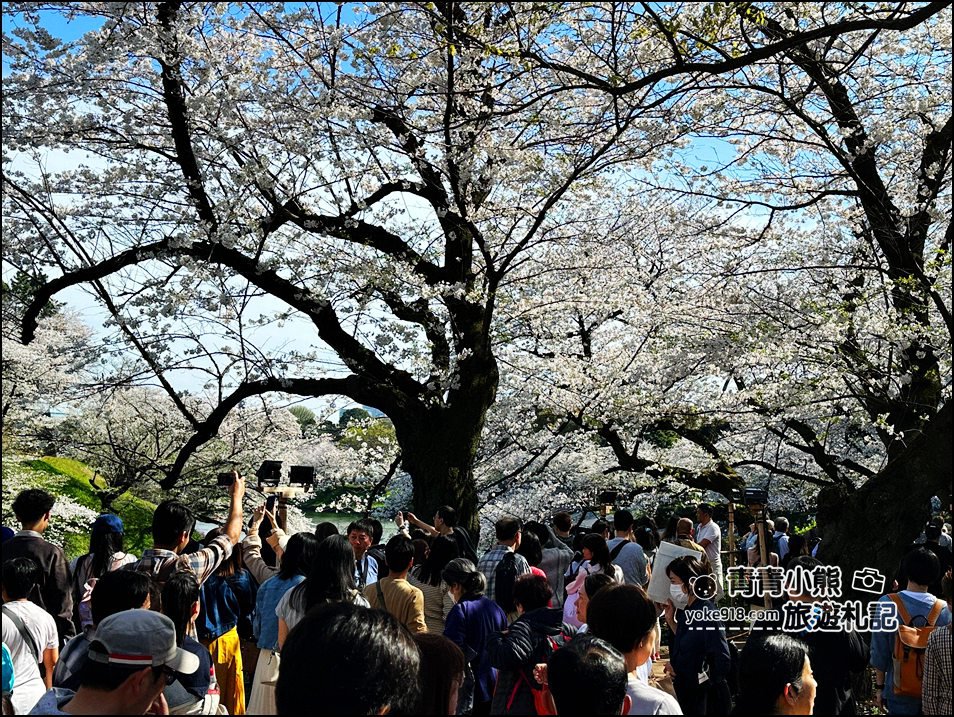 東京賞櫻景點推薦》千鳥之淵~看不到盡頭的櫻花盛開,迷人景致讓人流連忘返 @青青小熊*旅遊札記 東京賞櫻景點推薦》千鳥之淵~看不到盡頭的櫻花盛開,迷人景致讓人流連忘返 @青青小熊*旅遊札記