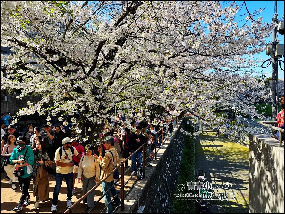 東京賞櫻景點推薦》千鳥之淵~看不到盡頭的櫻花盛開,迷人景致讓人流連忘返 @青青小熊*旅遊札記 東京賞櫻景點推薦》千鳥之淵~看不到盡頭的櫻花盛開,迷人景致讓人流連忘返 @青青小熊*旅遊札記