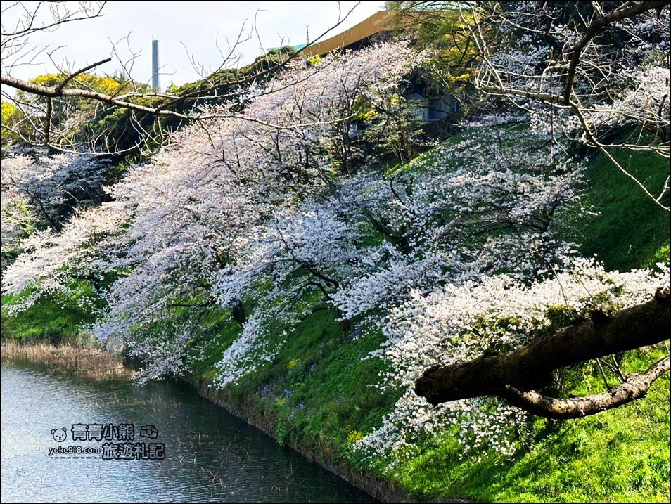 東京賞櫻景點推薦》千鳥之淵~看不到盡頭的櫻花盛開,迷人景致讓人流連忘返 @青青小熊*旅遊札記 東京賞櫻景點推薦》千鳥之淵~看不到盡頭的櫻花盛開,迷人景致讓人流連忘返 @青青小熊*旅遊札記