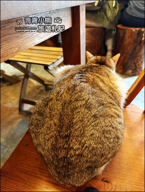 嘉義景點》隱身巷弄可以擼貓的 IN COFFEE，這裡的咩星人也太可愛 @青青小熊＊旅遊札記