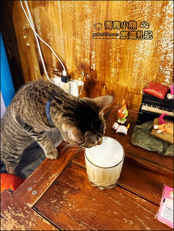 嘉義景點》隱身巷弄可以擼貓的 IN COFFEE，這裡的咩星人也太可愛 @青青小熊＊旅遊札記