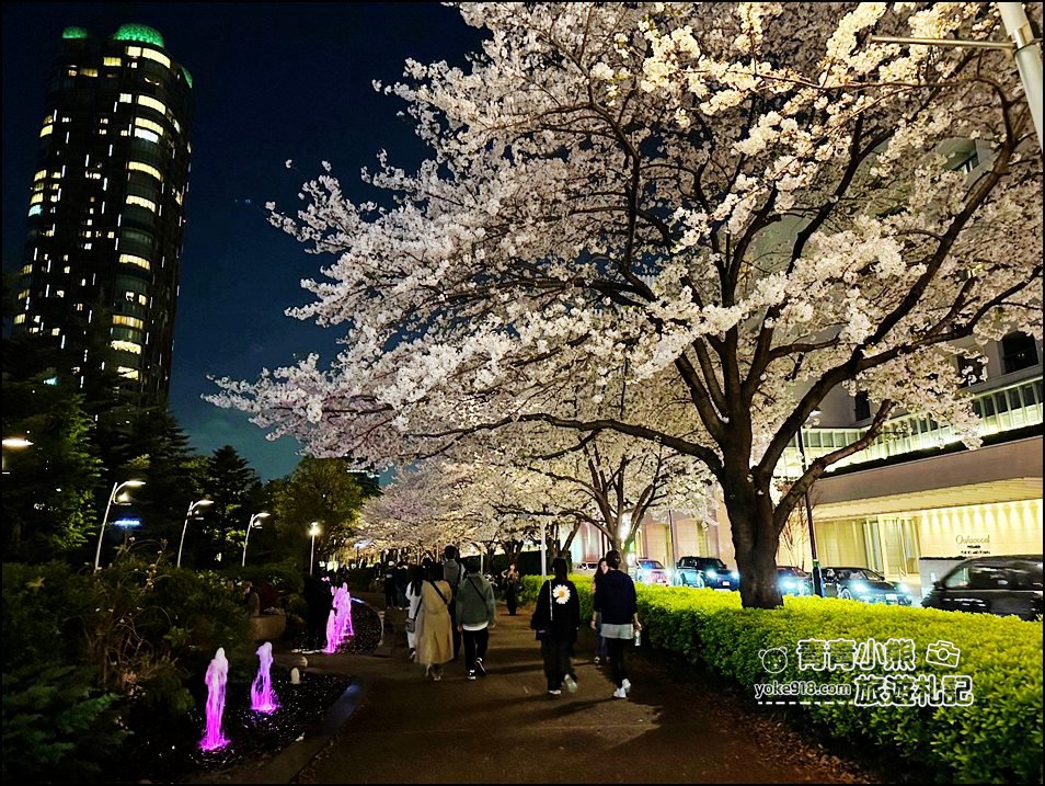 東京賞櫻》六本木賞夜櫻,東京中城現代化高樓大廈與櫻花的邂逅,還可以一邊用餐賞花 @青青小熊*旅遊札記 東京賞櫻》六本木賞夜櫻,東京中城現代化高樓大廈與櫻花的邂逅,還可以一邊用餐賞花 @青青小熊*旅遊札記
