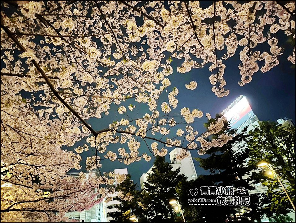 東京賞櫻》六本木賞夜櫻,東京中城現代化高樓大廈與櫻花的邂逅,還可以一邊用餐賞花 @青青小熊*旅遊札記 東京賞櫻》六本木賞夜櫻,東京中城現代化高樓大廈與櫻花的邂逅,還可以一邊用餐賞花 @青青小熊*旅遊札記