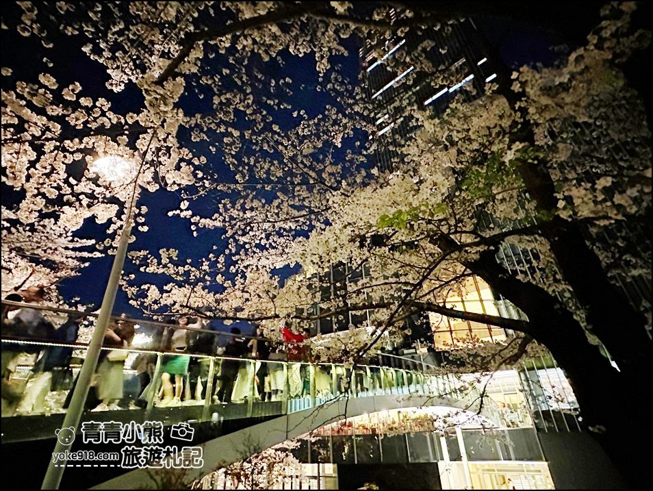 東京賞櫻》六本木賞夜櫻，東京中城現代化高樓大廈與櫻花的邂逅，還可以一邊用餐賞花 @青青小熊＊旅遊札記