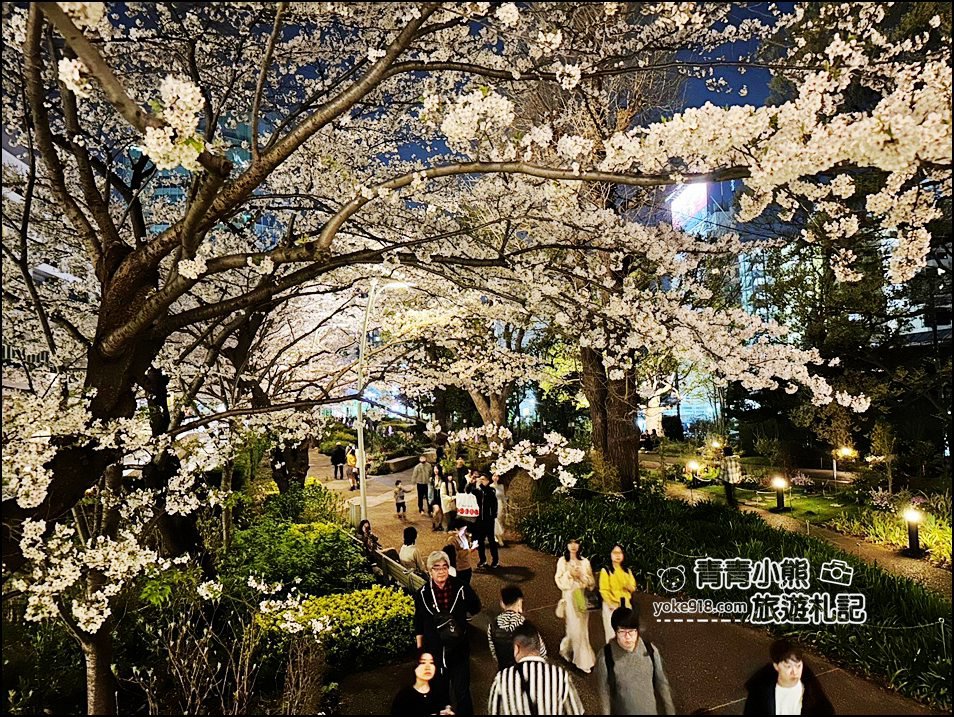 東京賞櫻》六本木賞夜櫻,東京中城現代化高樓大廈與櫻花的邂逅,還可以一邊用餐賞花 @青青小熊*旅遊札記 東京賞櫻》六本木賞夜櫻,東京中城現代化高樓大廈與櫻花的邂逅,還可以一邊用餐賞花 @青青小熊*旅遊札記