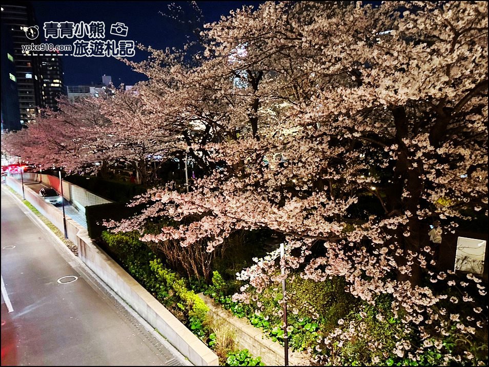 東京賞櫻》六本木賞夜櫻,東京中城現代化高樓大廈與櫻花的邂逅,還可以一邊用餐賞花 @青青小熊*旅遊札記 東京賞櫻》六本木賞夜櫻,東京中城現代化高樓大廈與櫻花的邂逅,還可以一邊用餐賞花 @青青小熊*旅遊札記