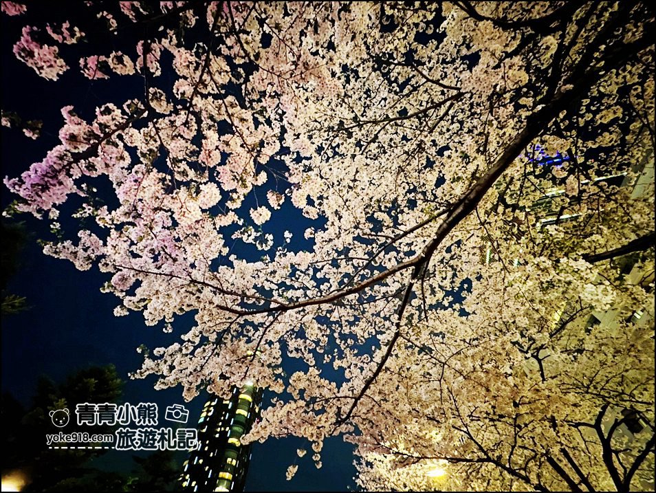 東京賞櫻》六本木賞夜櫻，東京中城現代化高樓大廈與櫻花的邂逅，還可以一邊用餐賞花 @青青小熊＊旅遊札記