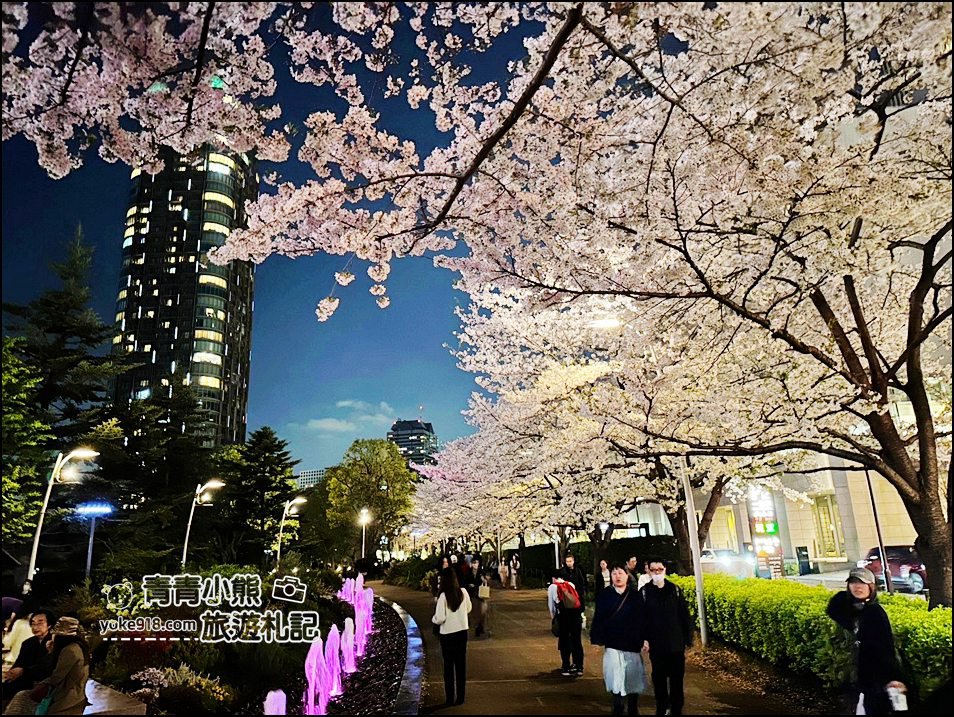 東京賞櫻》六本木賞夜櫻,東京中城現代化高樓大廈與櫻花的邂逅,還可以一邊用餐賞花 @青青小熊*旅遊札記 東京賞櫻》六本木賞夜櫻,東京中城現代化高樓大廈與櫻花的邂逅,還可以一邊用餐賞花 @青青小熊*旅遊札記