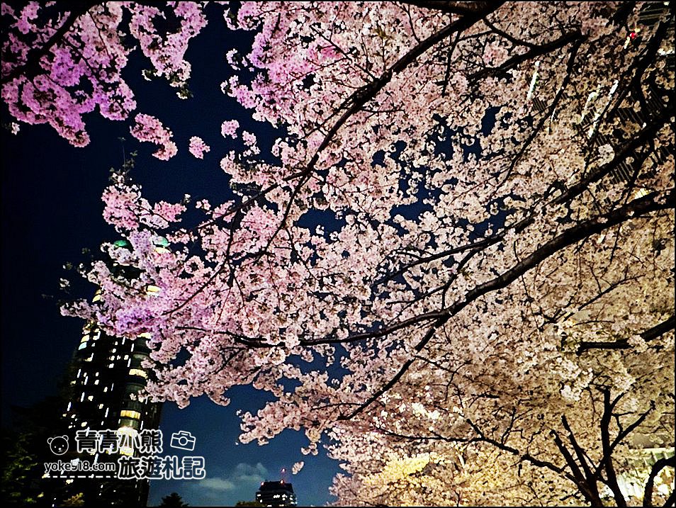 東京賞櫻》六本木賞夜櫻,東京中城現代化高樓大廈與櫻花的邂逅,還可以一邊用餐賞花 @青青小熊*旅遊札記 東京賞櫻》六本木賞夜櫻,東京中城現代化高樓大廈與櫻花的邂逅,還可以一邊用餐賞花 @青青小熊*旅遊札記