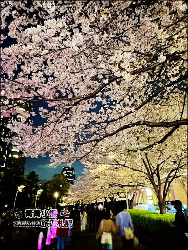 東京賞櫻》六本木賞夜櫻，東京中城現代化高樓大廈與櫻花的邂逅，還可以一邊用餐賞花 @青青小熊＊旅遊札記