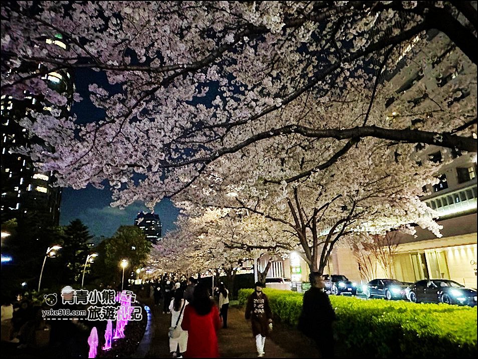 東京賞櫻》六本木賞夜櫻,東京中城現代化高樓大廈與櫻花的邂逅,還可以一邊用餐賞花 @青青小熊*旅遊札記 東京賞櫻》六本木賞夜櫻,東京中城現代化高樓大廈與櫻花的邂逅,還可以一邊用餐賞花 @青青小熊*旅遊札記