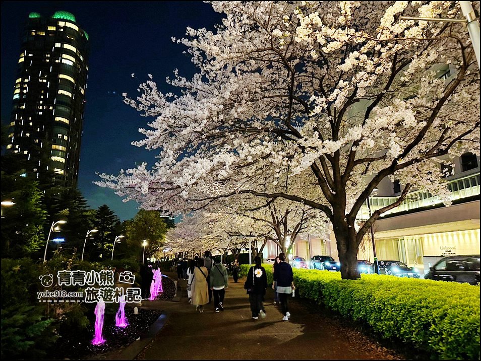 東京賞櫻》六本木賞夜櫻,東京中城現代化高樓大廈與櫻花的邂逅,還可以一邊用餐賞花 @青青小熊*旅遊札記 東京賞櫻》六本木賞夜櫻,東京中城現代化高樓大廈與櫻花的邂逅,還可以一邊用餐賞花 @青青小熊*旅遊札記