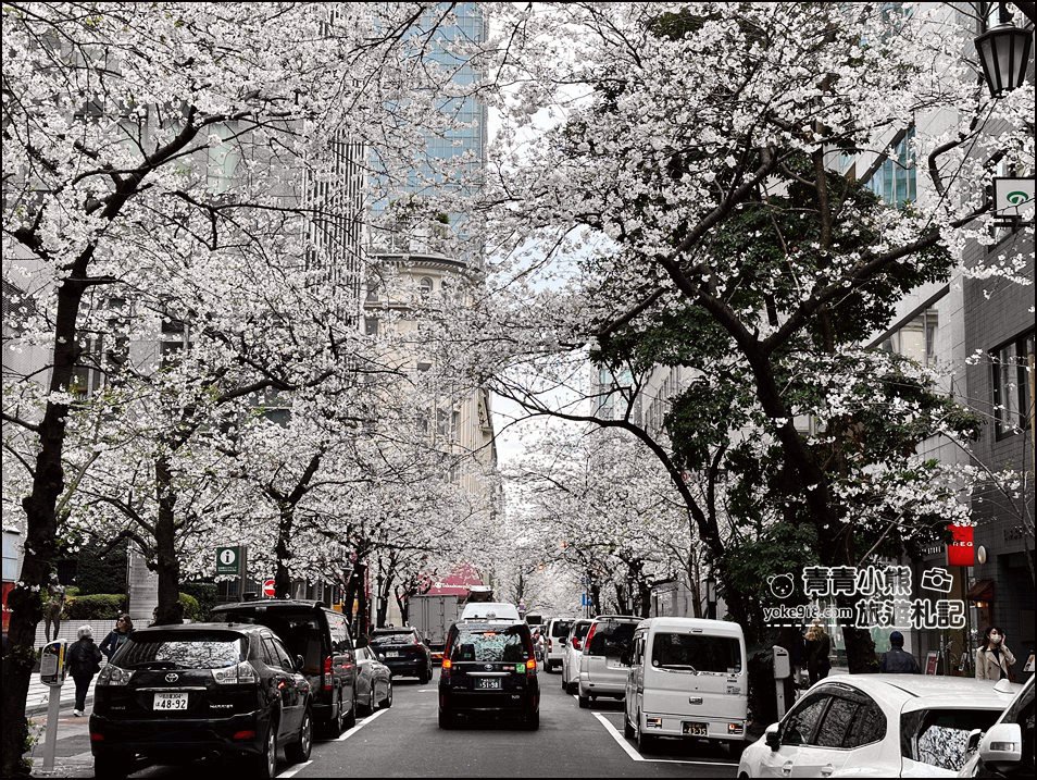 東京日本橋櫻花》住東京車站唐草飯店想賞櫻下樓就看的到，櫻花搭配市區街景好迷人 @青青小熊＊旅遊札記