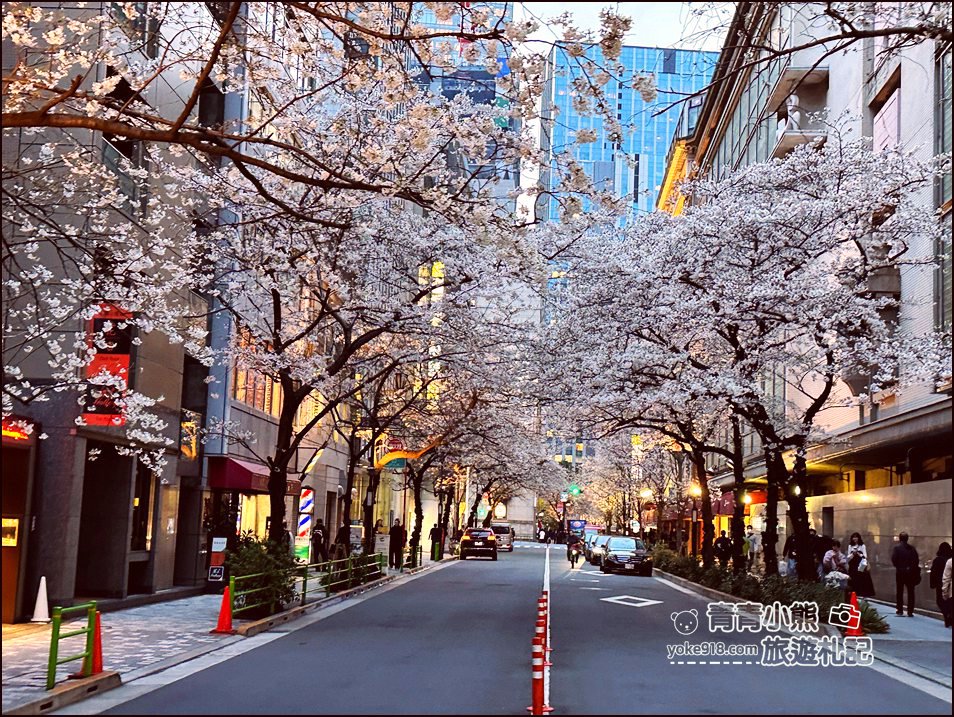 東京日本橋櫻花》住東京車站唐草飯店想賞櫻下樓就看的到，櫻花搭配市區街景好迷人 @青青小熊＊旅遊札記